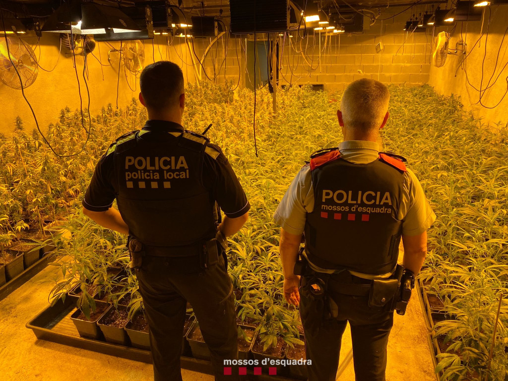 Dos Mossos d'esquadra en una plantació de marihuana en un soterrani d'una casa