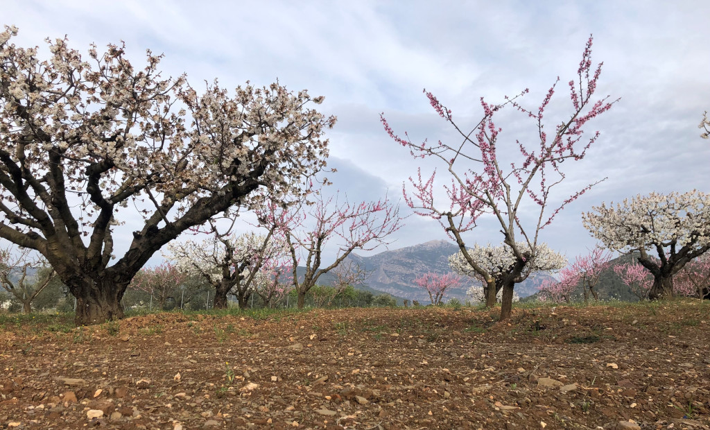 Arbres fruiters