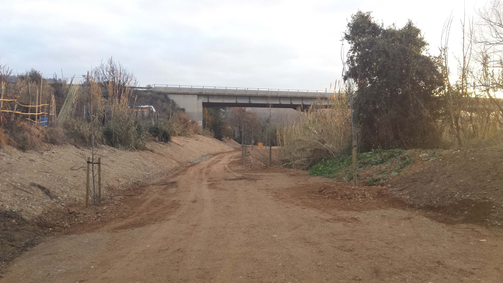 Plantació d'arbres de ribera a prop del camí del riu